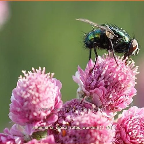 Antennaria dioica 'Rotes Wunder'