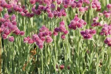 Antennaria dioica 'Rotes Wunder'