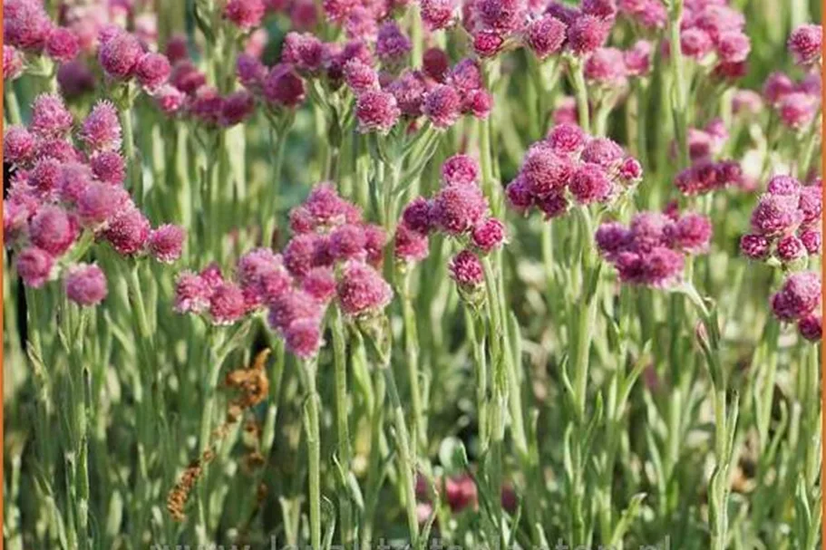 Antennaria dioica 'Rotes Wunder'