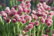 Antennaria dioica 'Rotes Wunder'