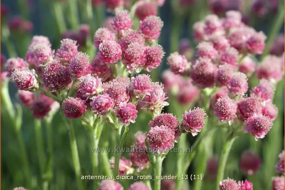 Antennaria dioica 'Rotes Wunder'