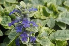 Ajuga reptans 'Variegata'