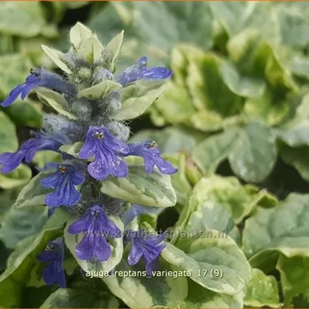 Ajuga reptans 'Variegata'