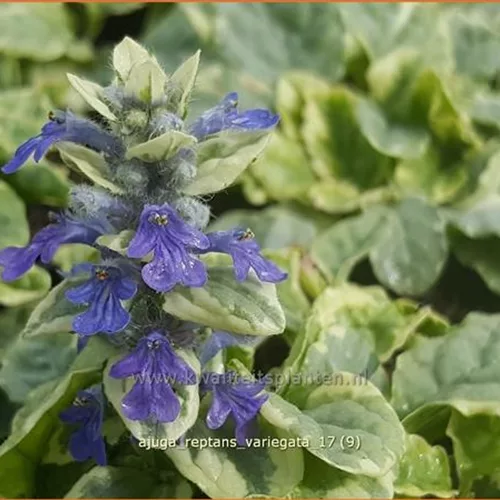 Ajuga reptans 'Variegata'