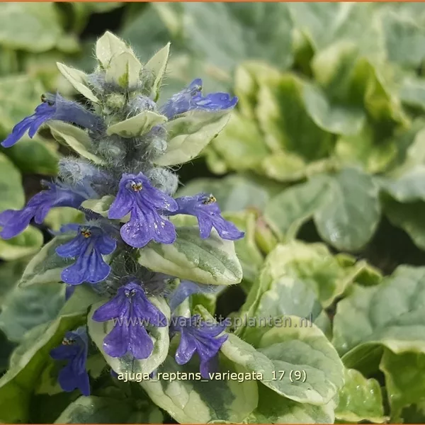 Ajuga reptans 'Variegata'