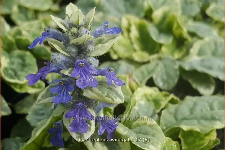 Ajuga reptans 'Variegata'