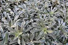 Antennaria dioica 'Rotes Wunder'