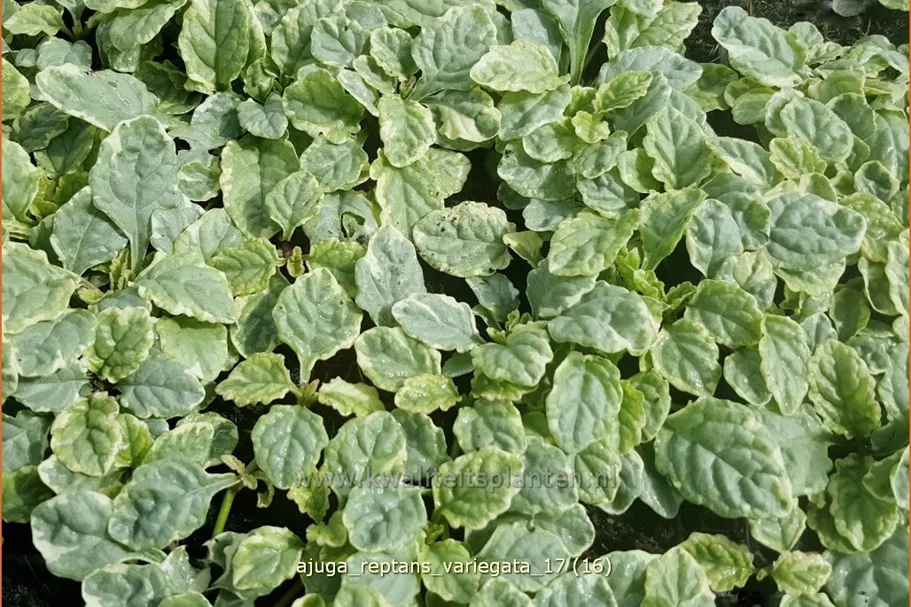 Ajuga reptans 'Variegata'