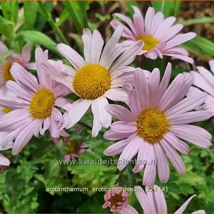 Arctanthemum arcticum 'Roseum'