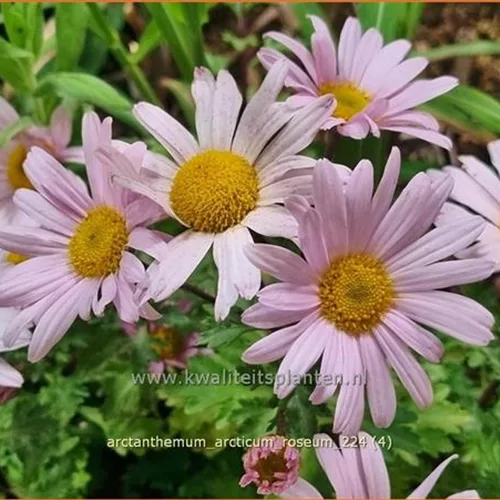Arctanthemum arcticum 'Roseum'