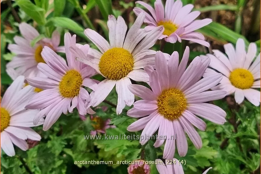 Arctanthemum arcticum 'Roseum'