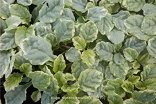 Ajuga reptans 'Variegata'