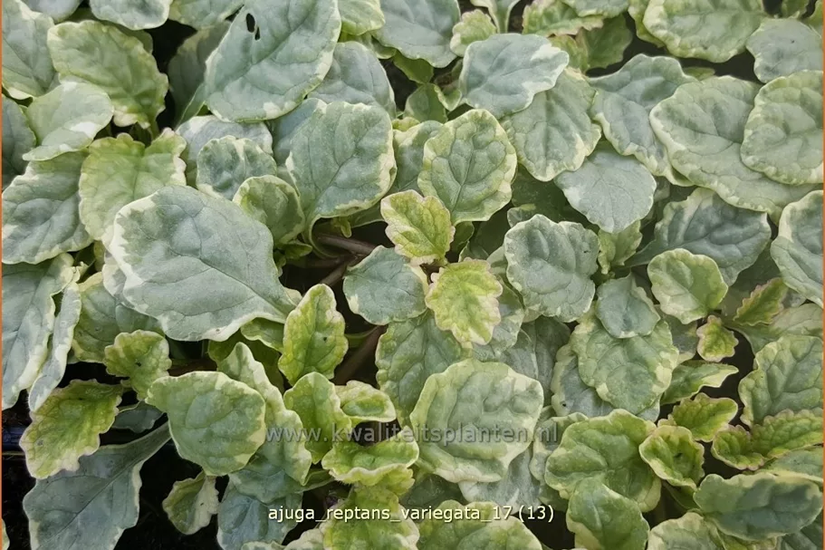 Ajuga reptans 'Variegata'