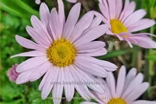 Arctanthemum arcticum 'Roseum'