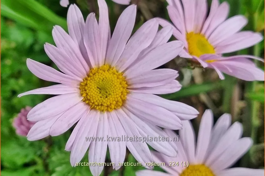 Arctanthemum arcticum 'Roseum'