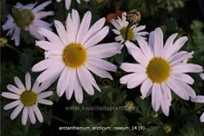 Arctanthemum arcticum 'Roseum'