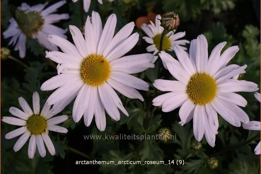Arctanthemum arcticum 'Roseum'