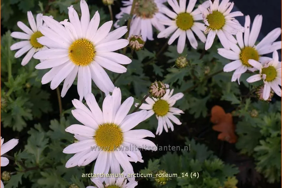 Arctanthemum arcticum 'Roseum'