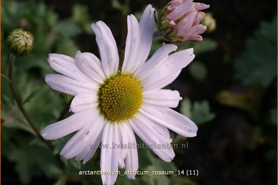 Arctanthemum arcticum 'Roseum'