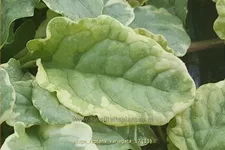 Ajuga reptans 'Variegata'