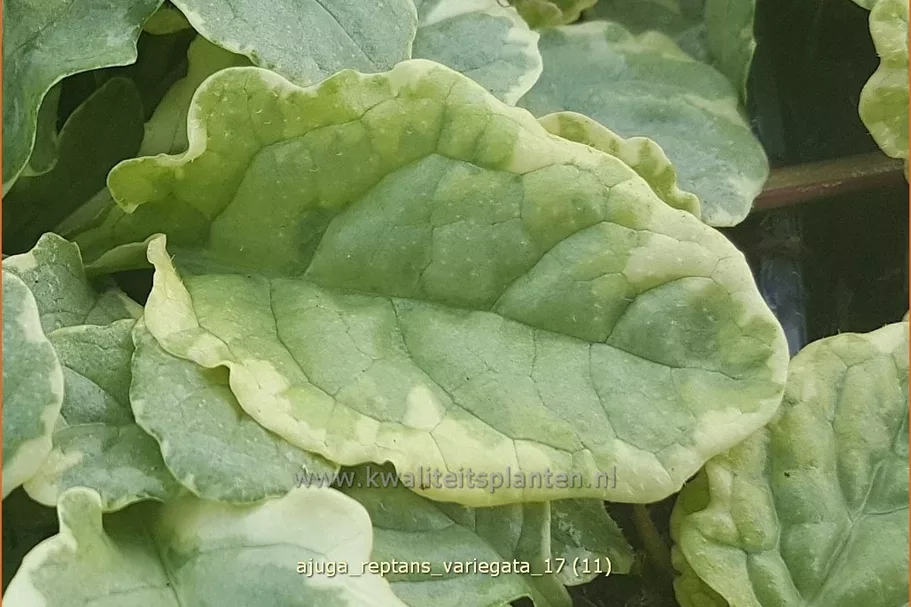 Ajuga reptans 'Variegata'