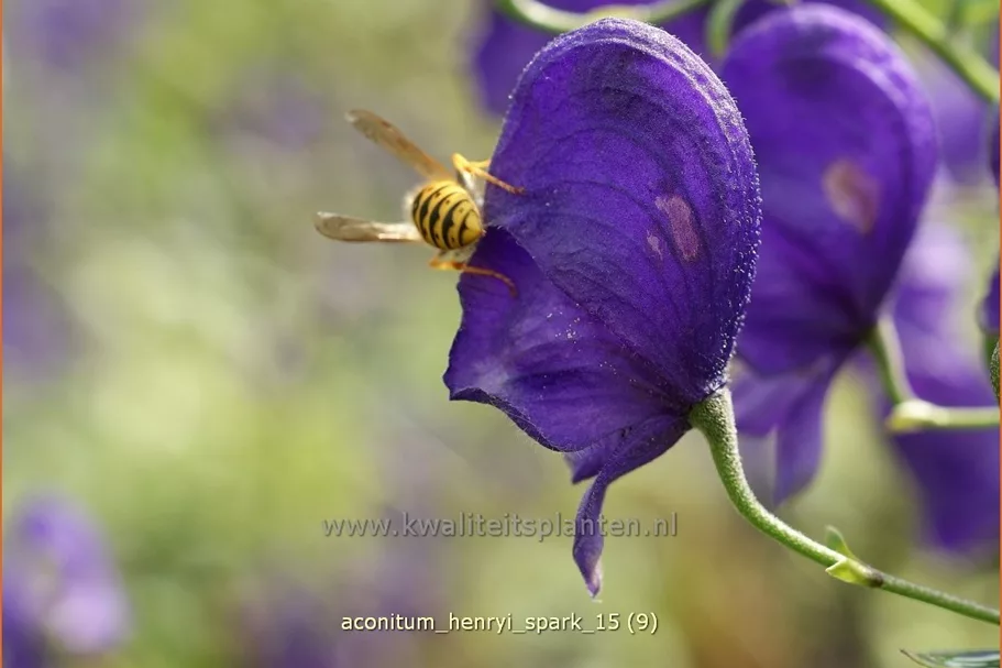 Aconitum henryi 'Spark'