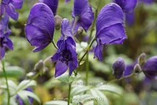Aconitum henryi 'Spark'