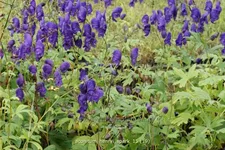Aconitum henryi 'Spark'