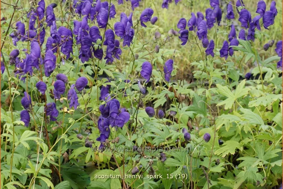 Aconitum henryi 'Spark'