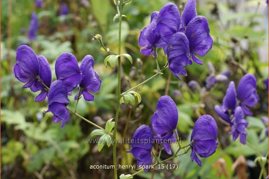 Aconitum henryi 'Spark'