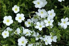 Arenaria montana