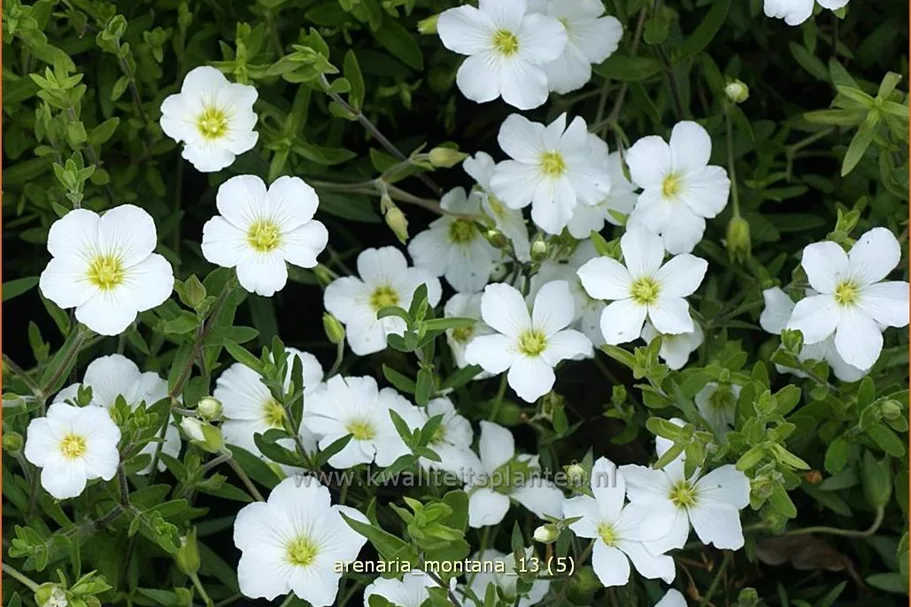 Arenaria montana