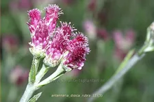 Antennaria dioica 'Rubra'