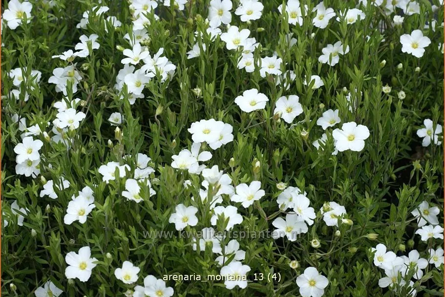 Arenaria montana