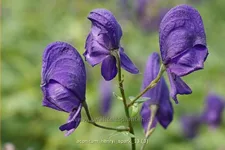 Aconitum henryi 'Spark'