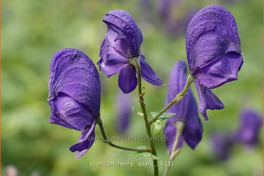 Aconitum henryi 'Spark'