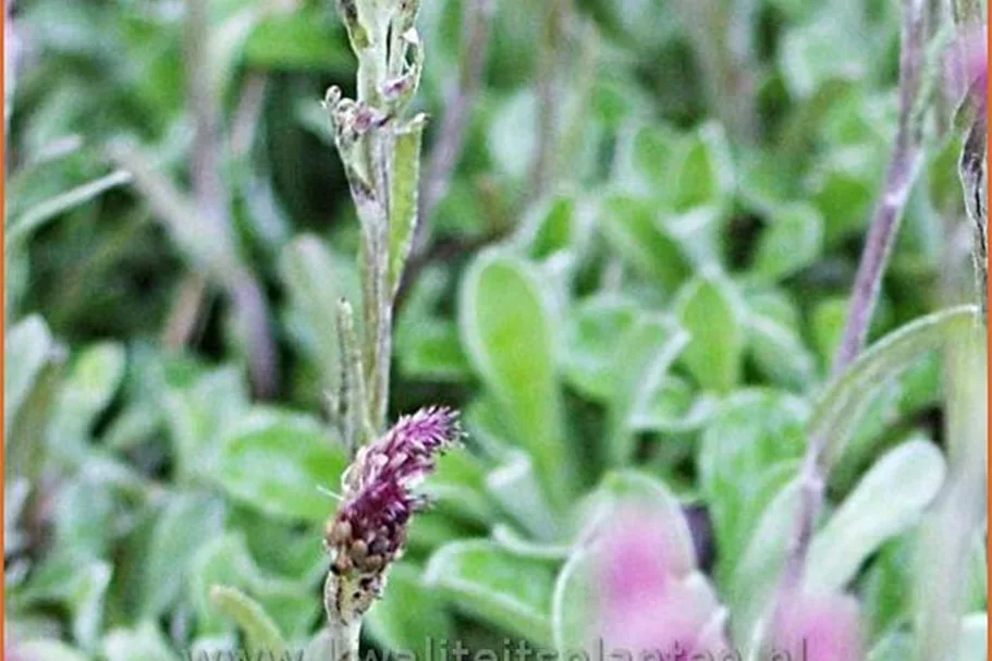 Antennaria dioica 'Rubra'