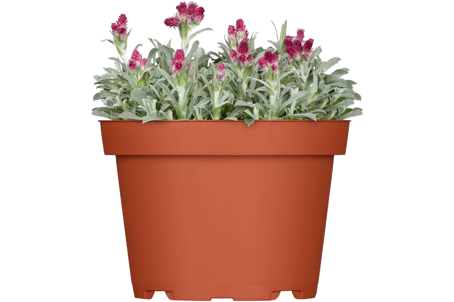 Antennaria dioica 'Rubra'