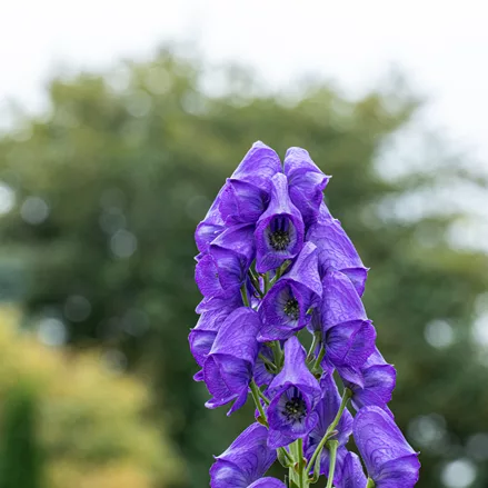 Aconitum henryi 'Spark'