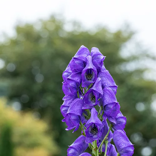 Aconitum henryi 'Spark'