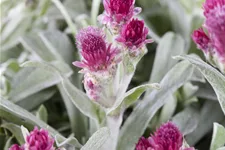Antennaria dioica 'Rubra'