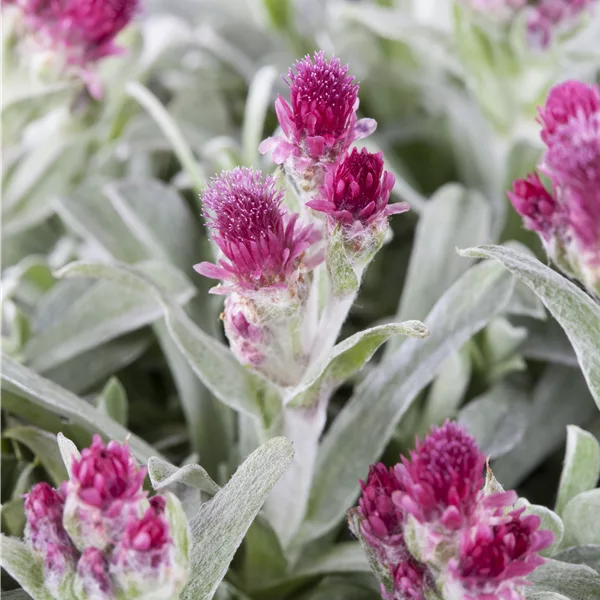 Antennaria dioica 'Rubra'