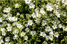Arenaria montana