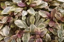 Ajuga tenorii 'Princess Nadia'