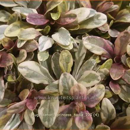 Ajuga tenorii 'Princess Nadia'