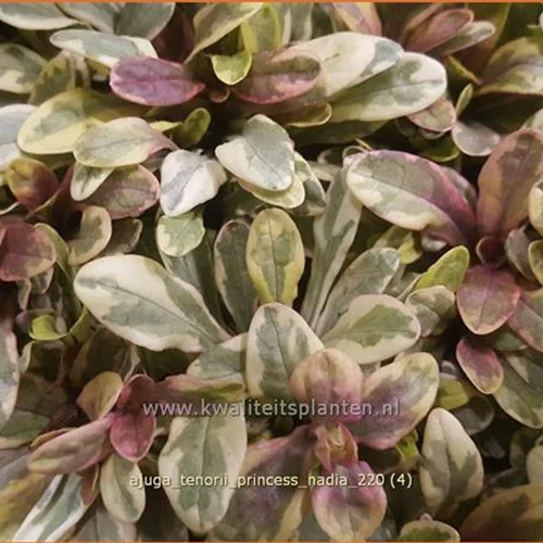 Ajuga tenorii 'Princess Nadia'
