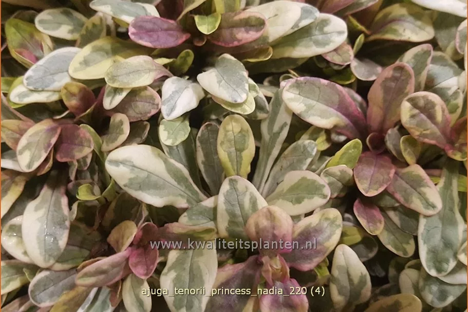 Ajuga tenorii 'Princess Nadia'