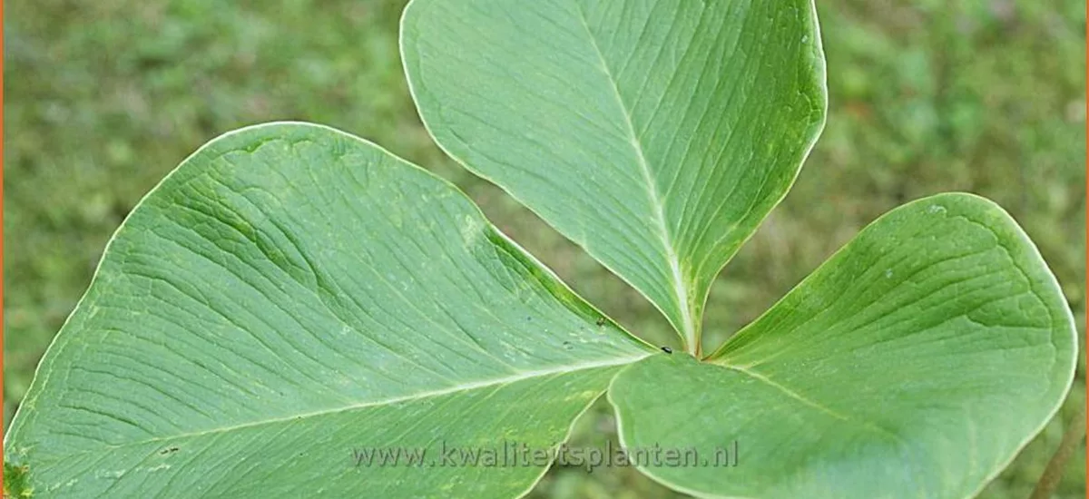 Arisaema candidissimum