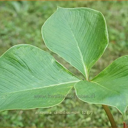 Arisaema candidissimum