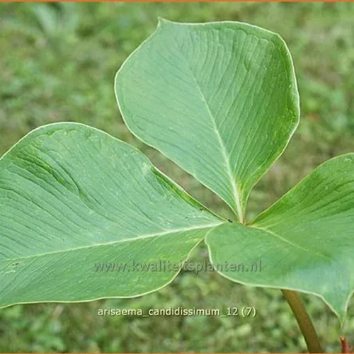 Arisaema candidissimum